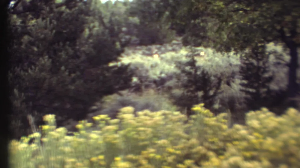 1972 8mm home-movie frame from Grand Canyon, Arizona, showing yellow wildflowers and layered trees in soft focus.