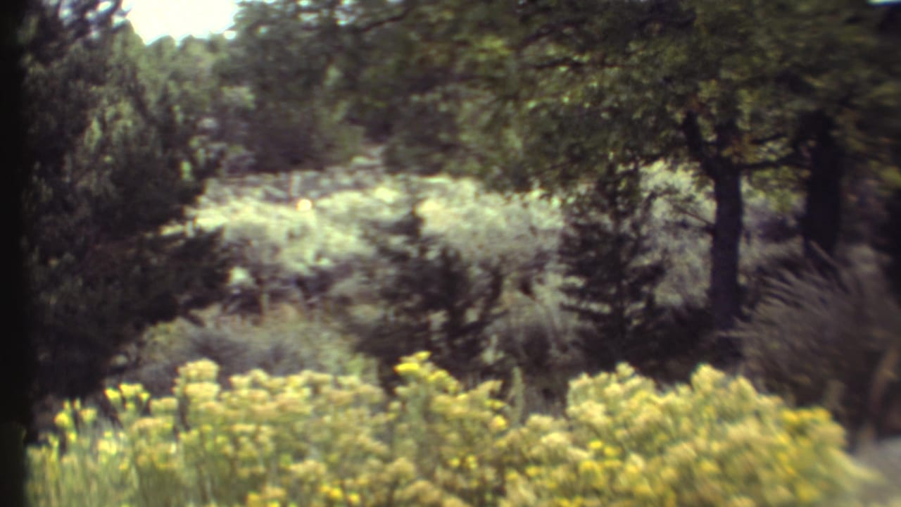 Wooded brush with yellow flowers in the foreground and dark trees behind.
