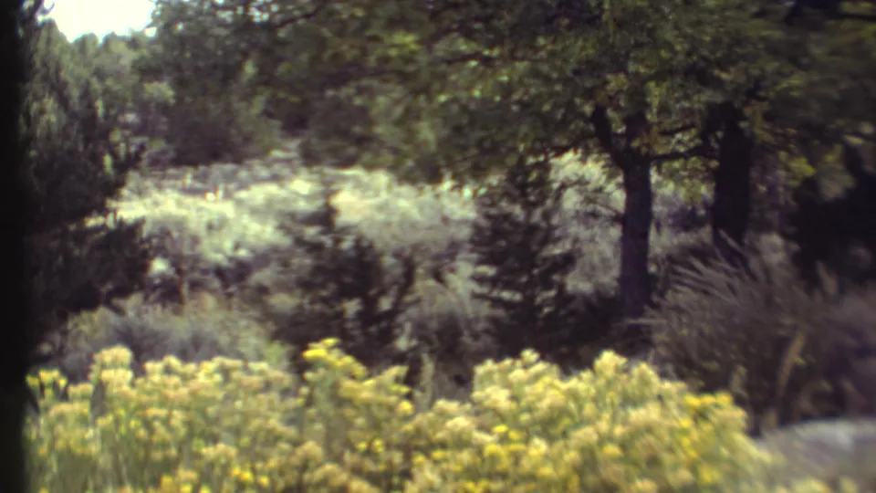 1972 8mm Grand Canyon forest frame with yellow wildflowers and a faint possible animal form partly obscured by brush.