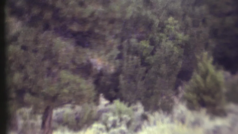 Blurred 1972 8mm Grand Canyon nature frame showing brush, shrubs, and dark woodland texture near the end of the clip.