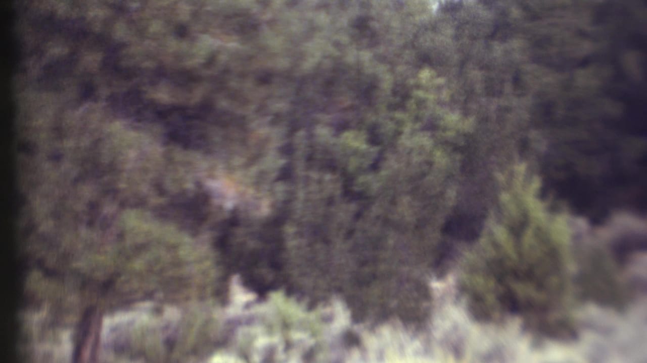 Two deer partly obscured by brush at the edge of a wooded area.