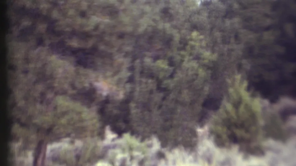1972 Grand Canyon home-movie frame showing two bucks faintly visible through dense brush and trees.