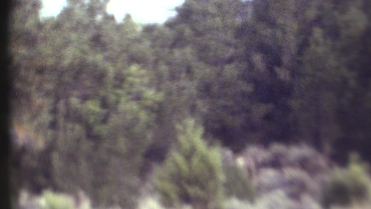 Brush and trees with a deer shape partly visible near the lower right.