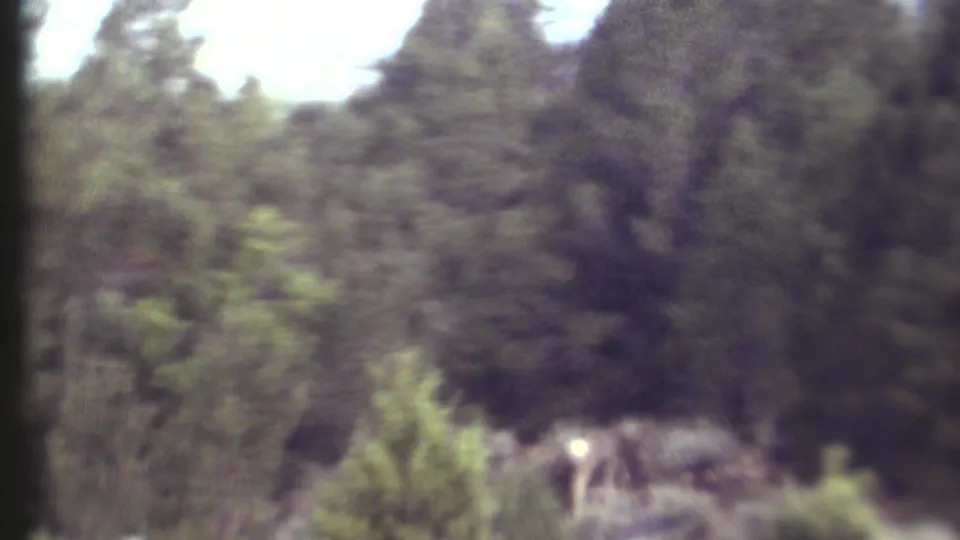 1972 home-movie frame showing a deer partly obscured in Grand Canyon brush and trees.