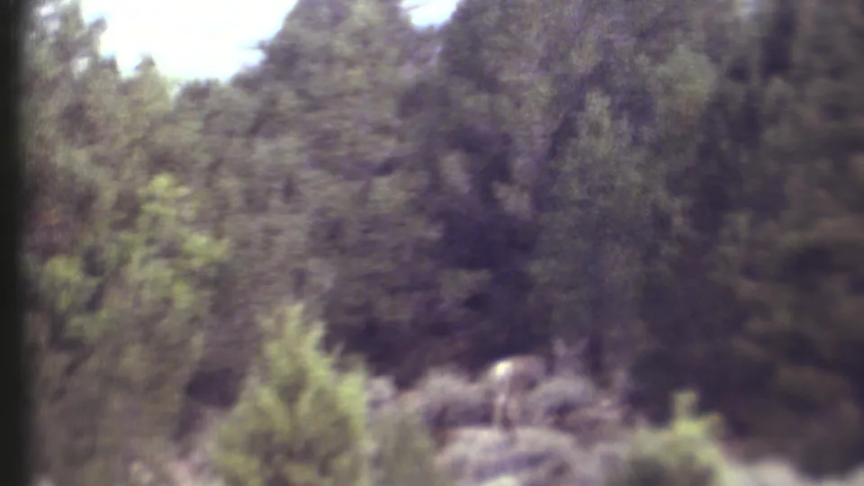 Soft 8mm Grand Canyon wildlife frame with a buck partly hidden among shrubs and trees.
