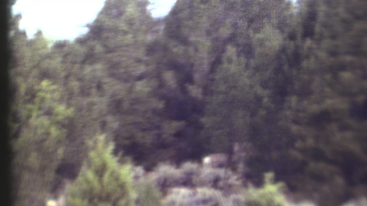 Blurred wooded slope with tall dark trees, brush, pale grass, and a small light animal near the lower right.