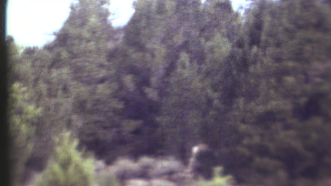 Dense forest and scrub with a pale animal partly obscured near the right edge of the frame.