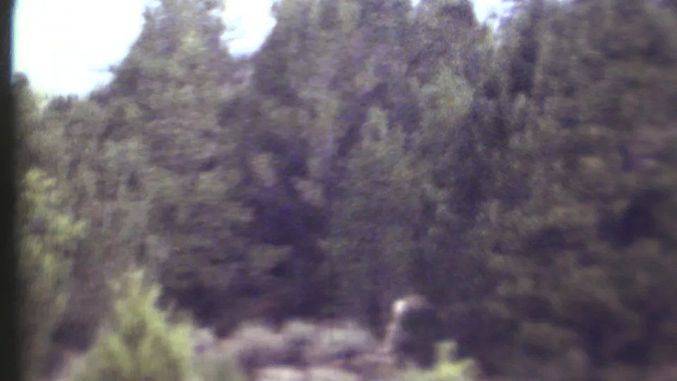 Grand Canyon, Arizona home-movie frame showing dense woodland and brush with a pale animal briefly visible near the right edge.