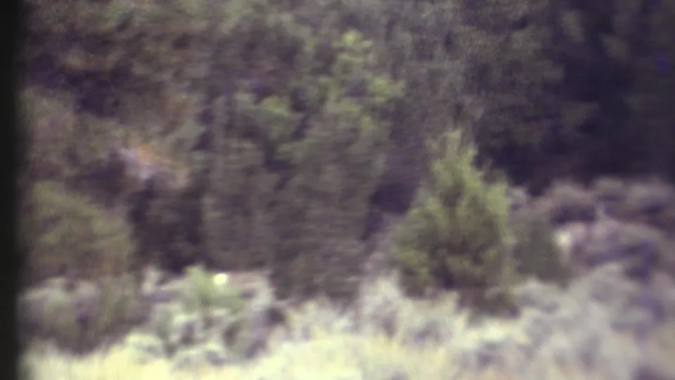 Vintage 8mm frame of Grand Canyon-area woodland with scrub, grasses, and a small light animal low in the brush.