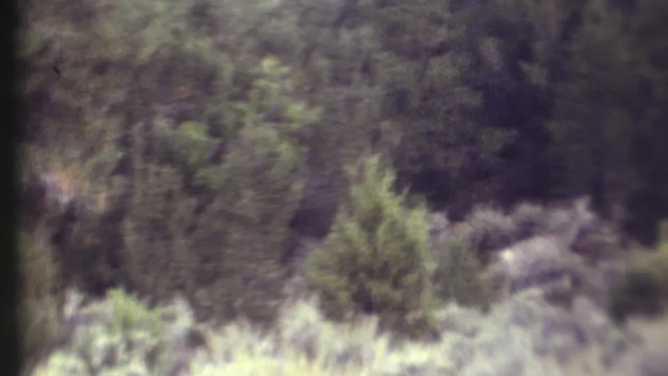 1972 Grand Canyon-area 8mm forest frame with dense shrubs, pale grasses, dark trees, and no visible people or structures.
