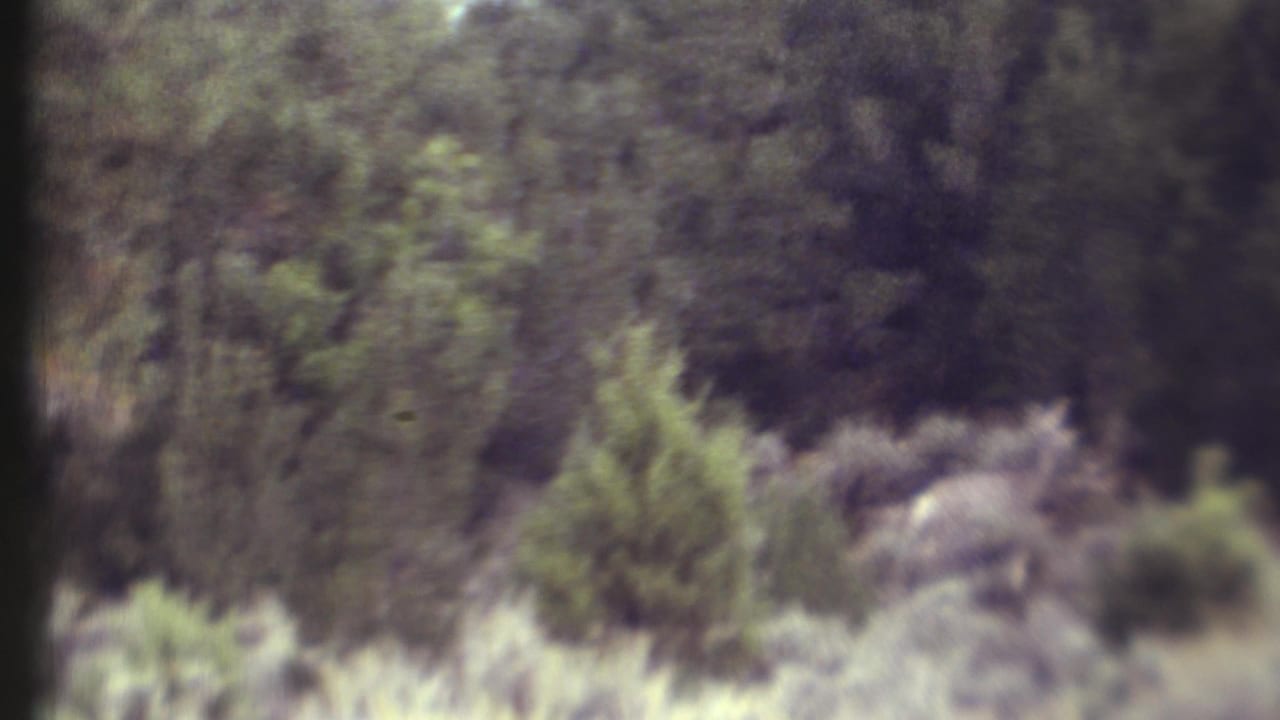 Soft 8mm frame of dense trees and brush with pale grasses in the foreground.