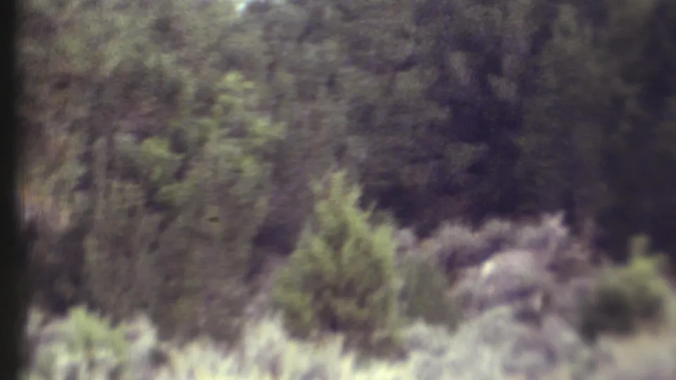 1972 Grand Canyon home-movie frame showing a wooded area with dense foliage, underbrush, and soft 8mm color shift.