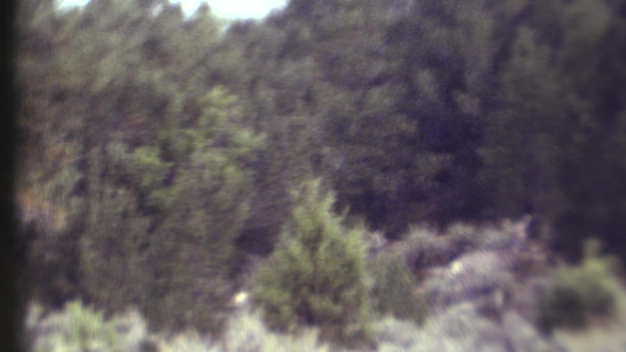 Wooded brush scene with a small pale animal-like shape partly visible near the lower right.