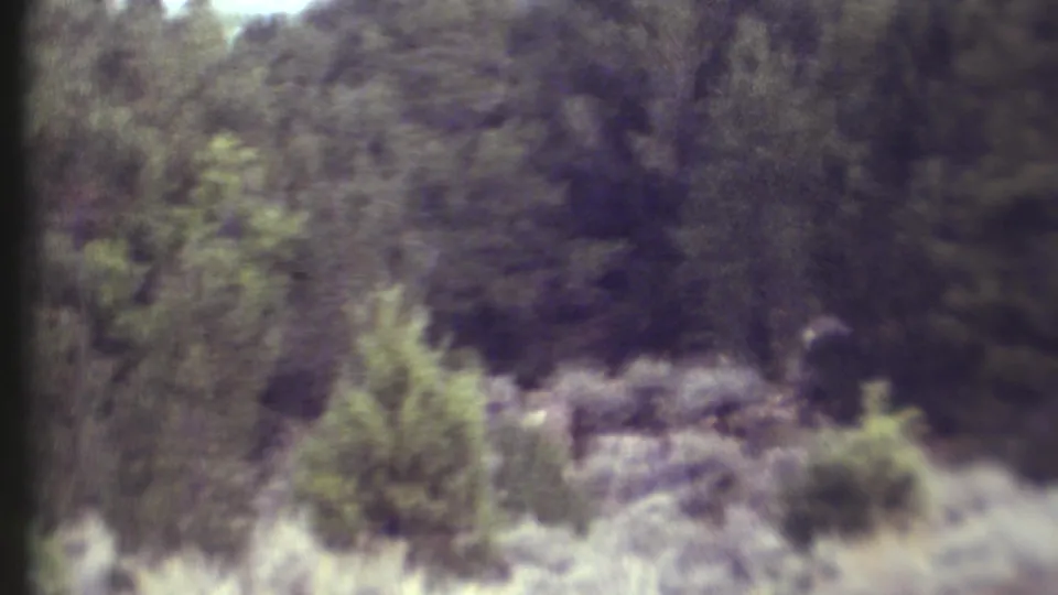 Grand Canyon home-movie frame from 1972 showing dense woodland and a faint possible deer partly hidden by brush.