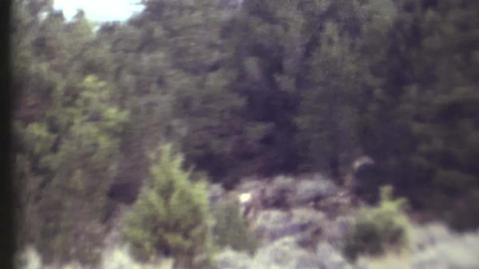 Soft 8mm Grand Canyon forest frame with scrub vegetation and a small light-toned possible deer low in the brush.