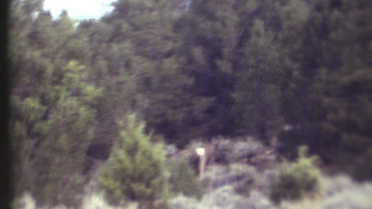 Distant deer in a forested Grand Canyon, Arizona setting, seen through soft 1972 8mm home-movie footage.