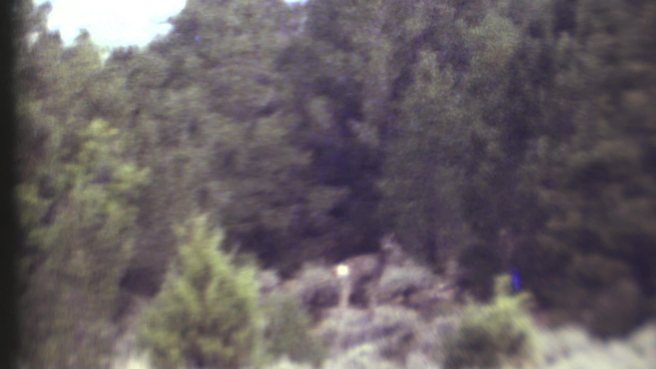 Wooded slope with a deer barely visible among brush and tree trunks.