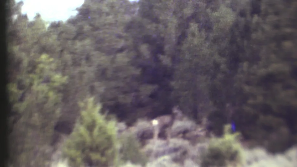 A deer blends into dense forest and underbrush in this 1972 Grand Canyon, Arizona 8mm frame.