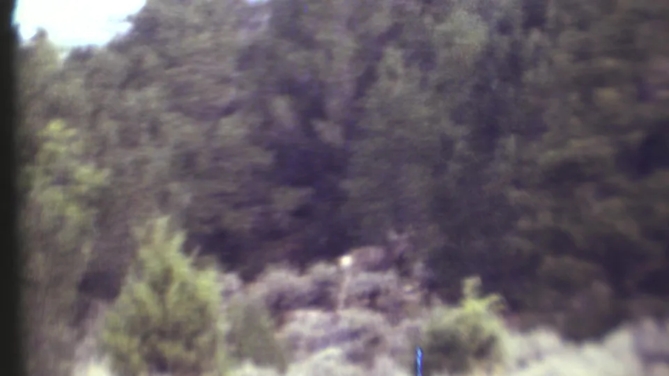 Soft 8mm frame of Grand Canyon-area forest, with the deer difficult to distinguish among brush and trees.