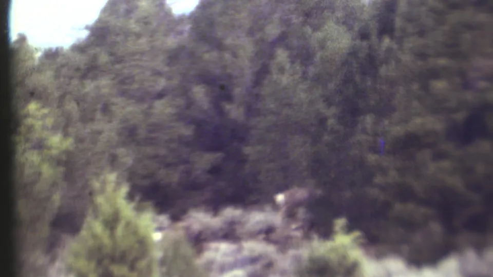 A deer is faintly visible behind brush and trees in a 1972 Grand Canyon, Arizona home-movie frame.