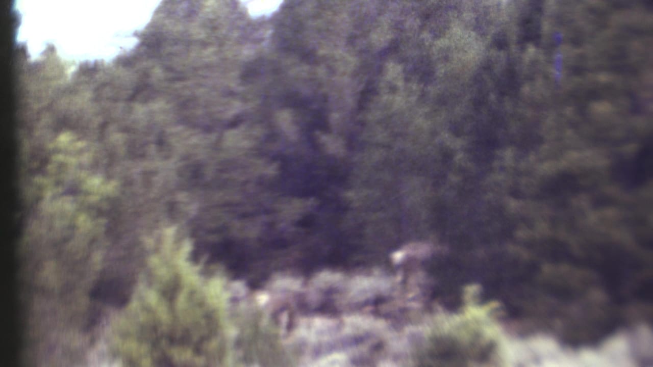 1972 8mm Grand Canyon-area footage showing a distant deer-like animal moving through dense evergreens and scrub.