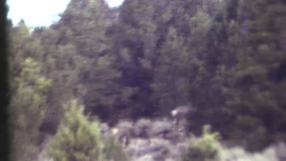 1972 8mm Grand Canyon-area footage showing a distant deer-like animal moving through dense evergreens and scrub.