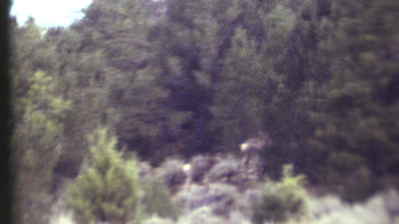 Distant animal crossing a brushy clearing beside dark evergreens.