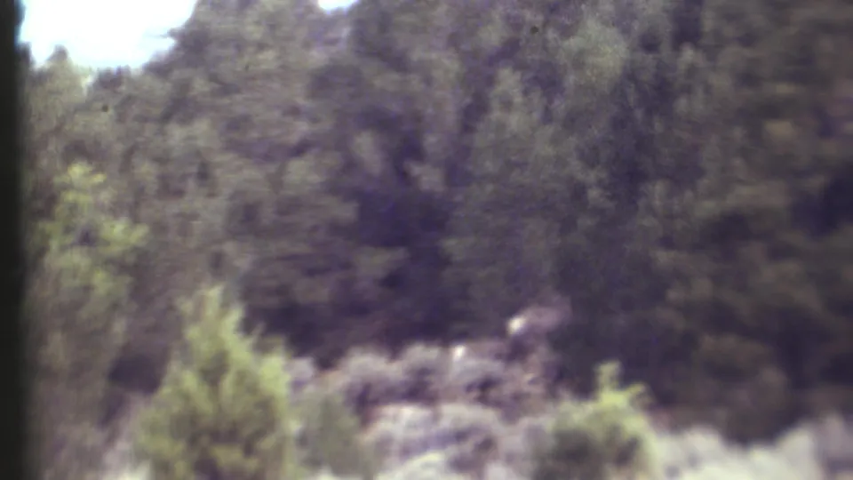 Soft 8mm frame from Grand Canyon-area woods, with a small deer-like animal partly obscured by brush at lower right.