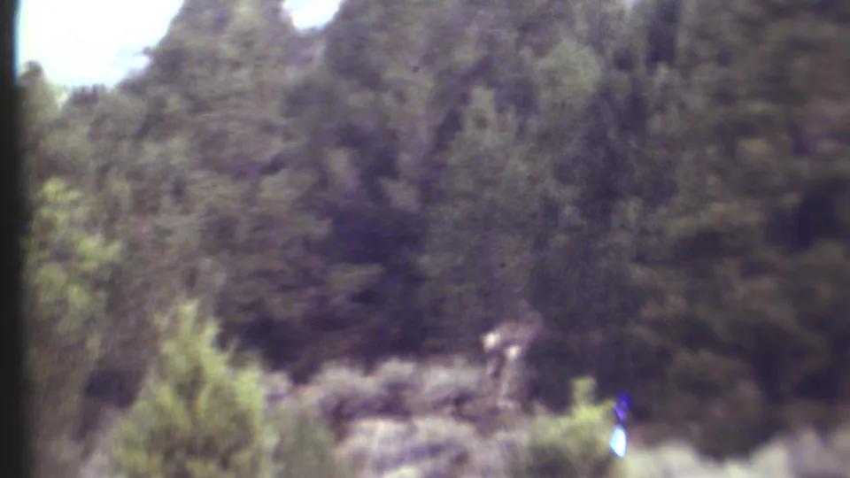 A distant deer-like animal stands or moves near pale rocks beneath evergreens in 1972 Grand Canyon-area 8mm footage.