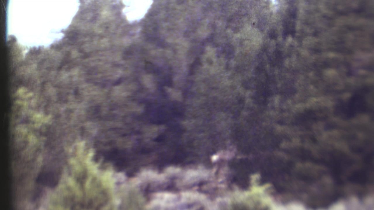 Soft, partially obscured outdoor view with trees and brush at the edge of the performance area.