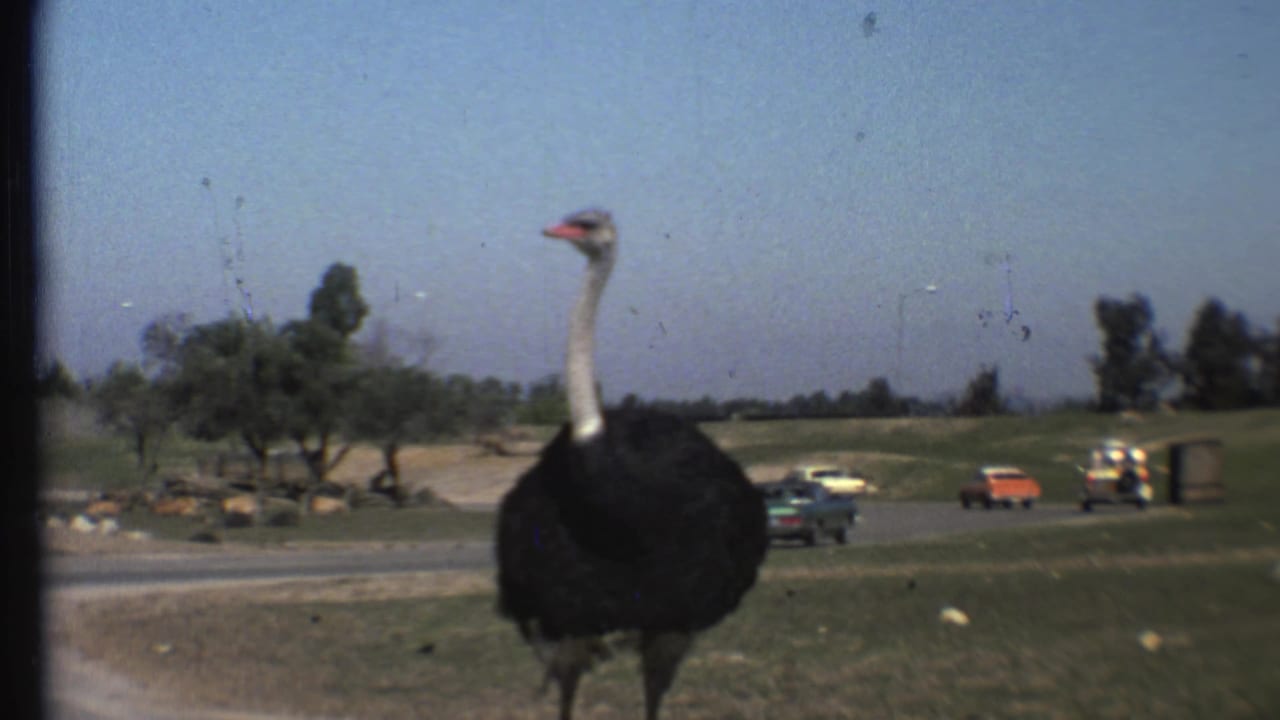Ostrich standing on a grassy roadside with parked and passing cars in the background.