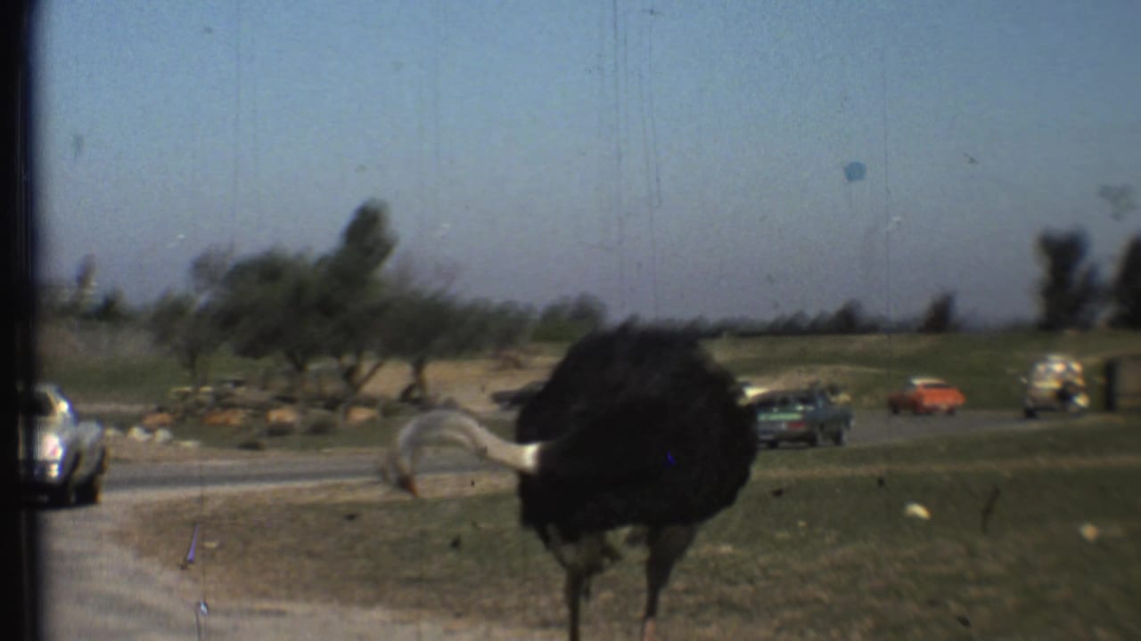 Ostrich turned away beside a paved road while cars pass through a grassy park area.