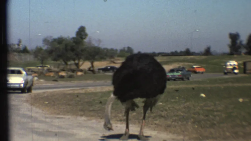 Close home-movie view of an ostrich by a paved park road in 1972 Grand Canyon, Arizona footage, with a white car and other vehicles nearby.