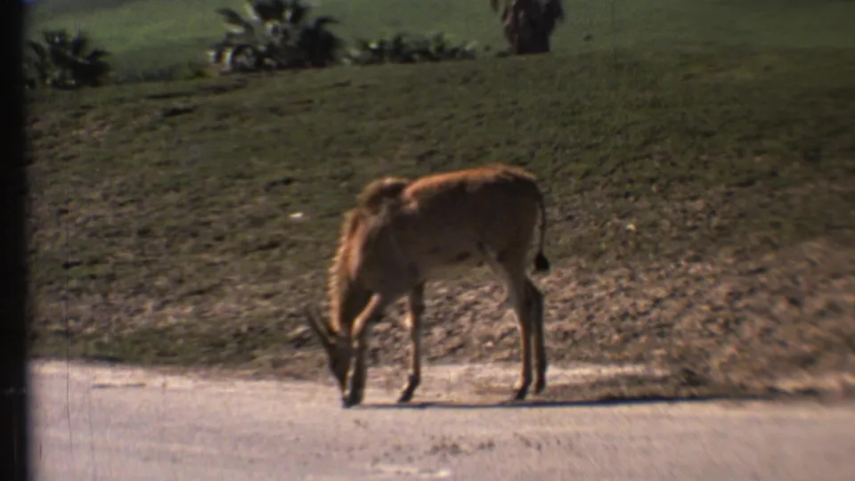 An antelope-like animal grazes near a paved road in the same 1972 Grand Canyon, Arizona home-movie sequence, with a grassy slope behind it.
