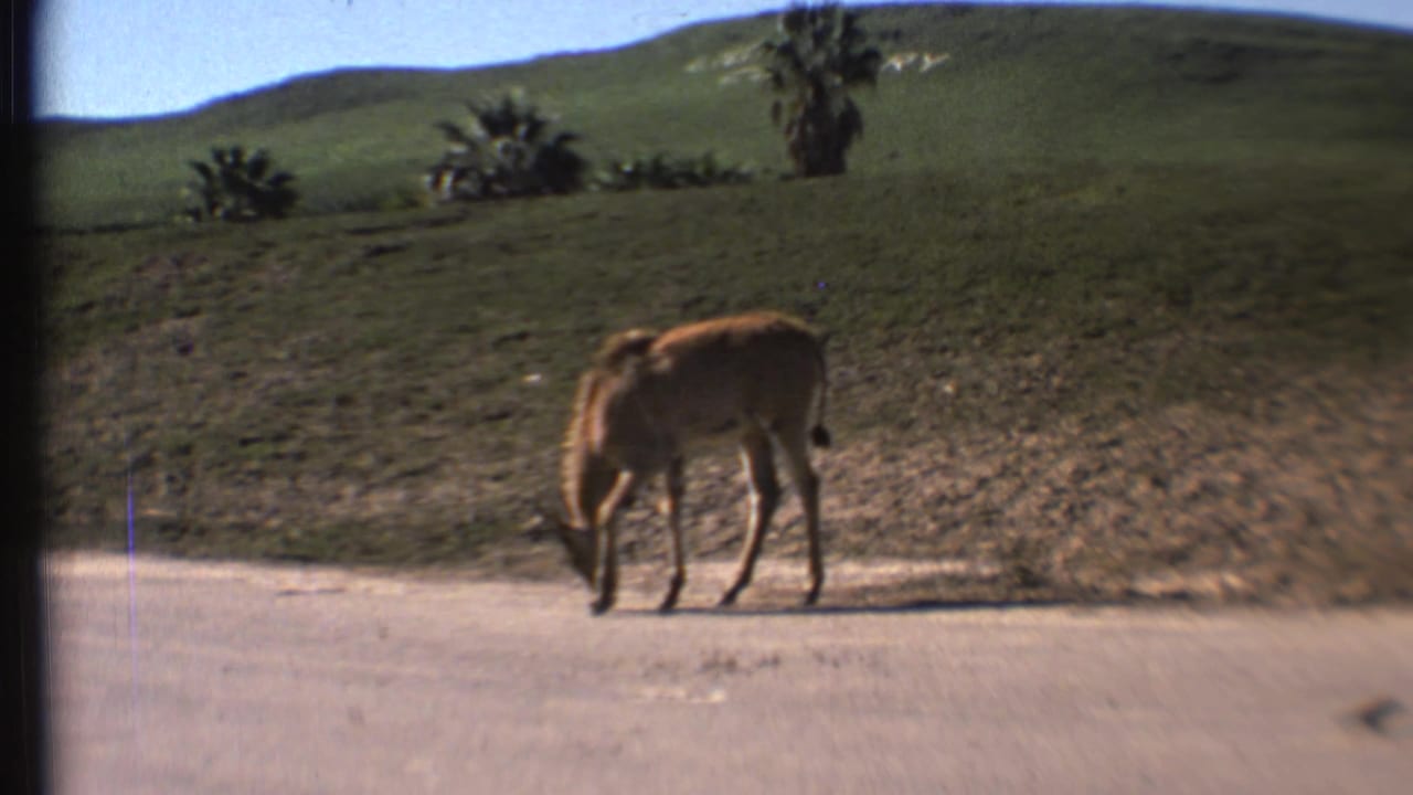 Donkey grazing beside a paved road below a grassy hillside.