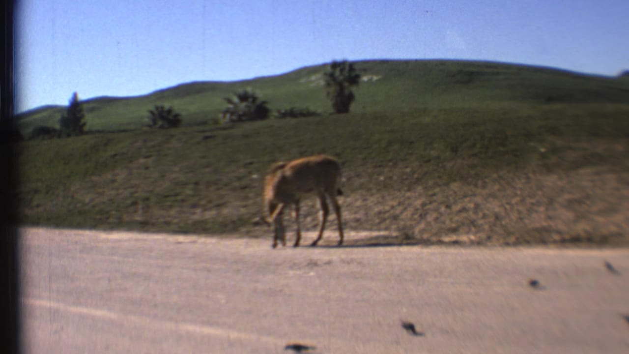 Donkey lowers its head while grazing near the road and hillside.