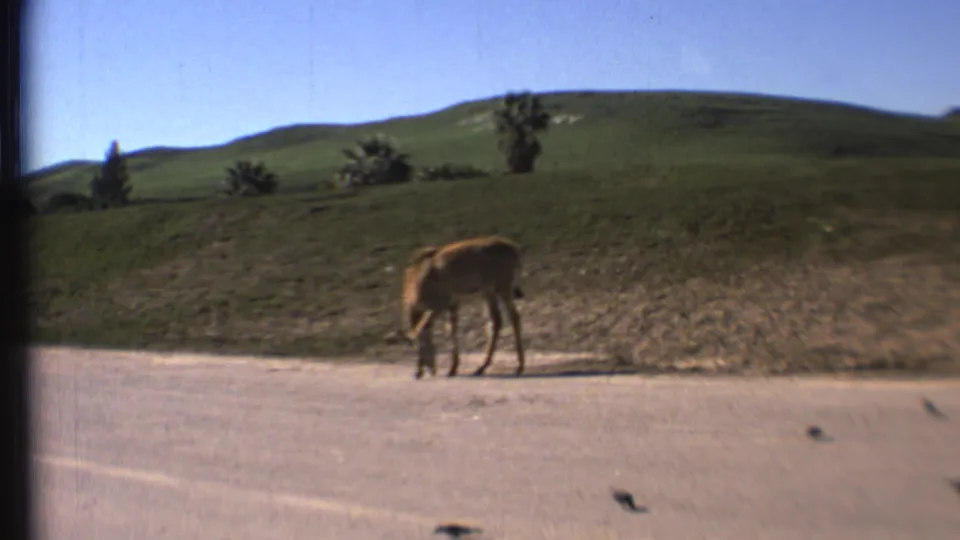 The donkey stands farther across the frame, grazing on the roadside beneath a grassy hill in Grand Canyon, Arizona footage from 1972.