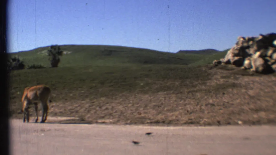 A donkey grazes near the lower left of the frame as a large rock pile appears on the hillside in 1972 Grand Canyon road-trip footage.