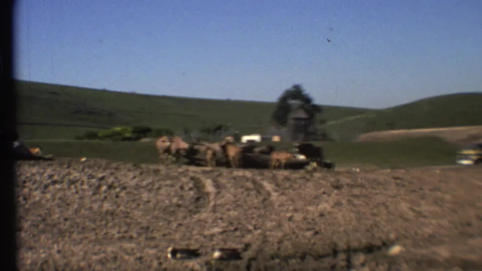 1972 8mm Grand Canyon-area roadside view of cattle on open land, with a small structure, hills, and distant vehicles.