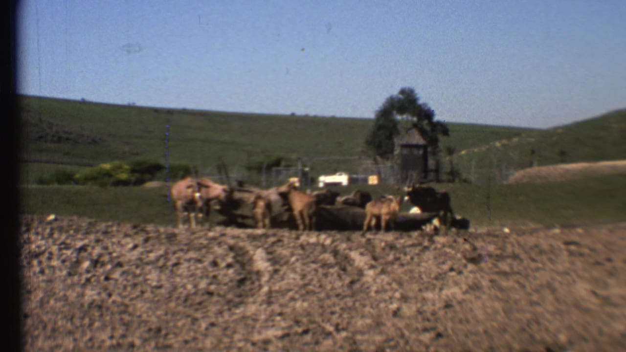 Cattle gather near a watering area in a dusty field with green hills behind them.