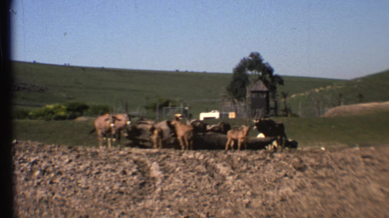 A herd of cattle stands beside a watering area with fencing and a small shelter in the background.