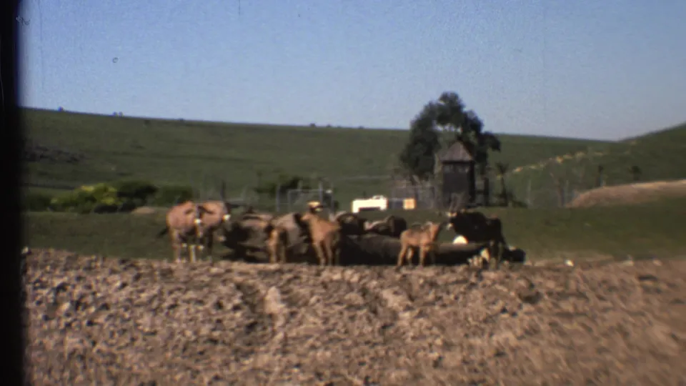 Wide 1972 8mm frame of cattle clustered near a watering area in an open Grand Canyon, Arizona animal enclosure.
