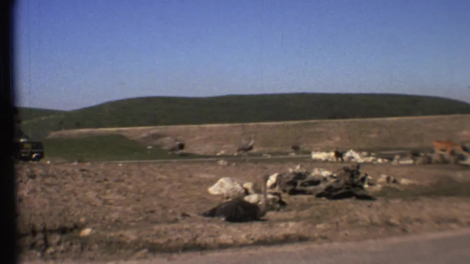 1972 Grand Canyon, Arizona area frame showing ostrich-like birds in a wide animal enclosure with rocks and a distant vehicle.