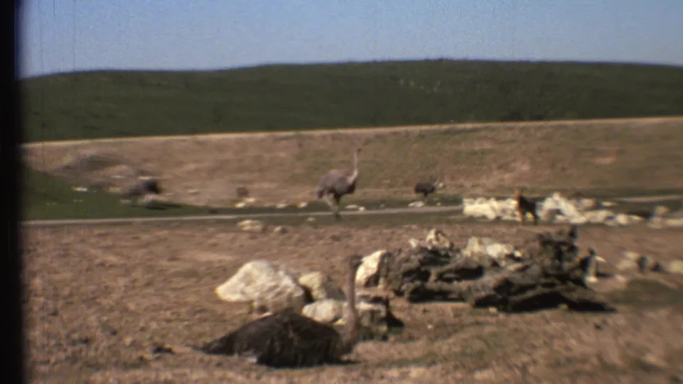 Wide 1972 8mm frame from the Grand Canyon, Arizona area showing ostrich-like birds in a dusty fenced enclosure.