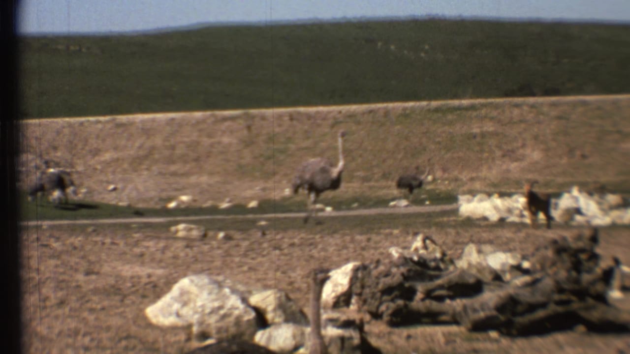 Ostriches and deer stand in a dry enclosure with rocks, logs, and a dirt path.