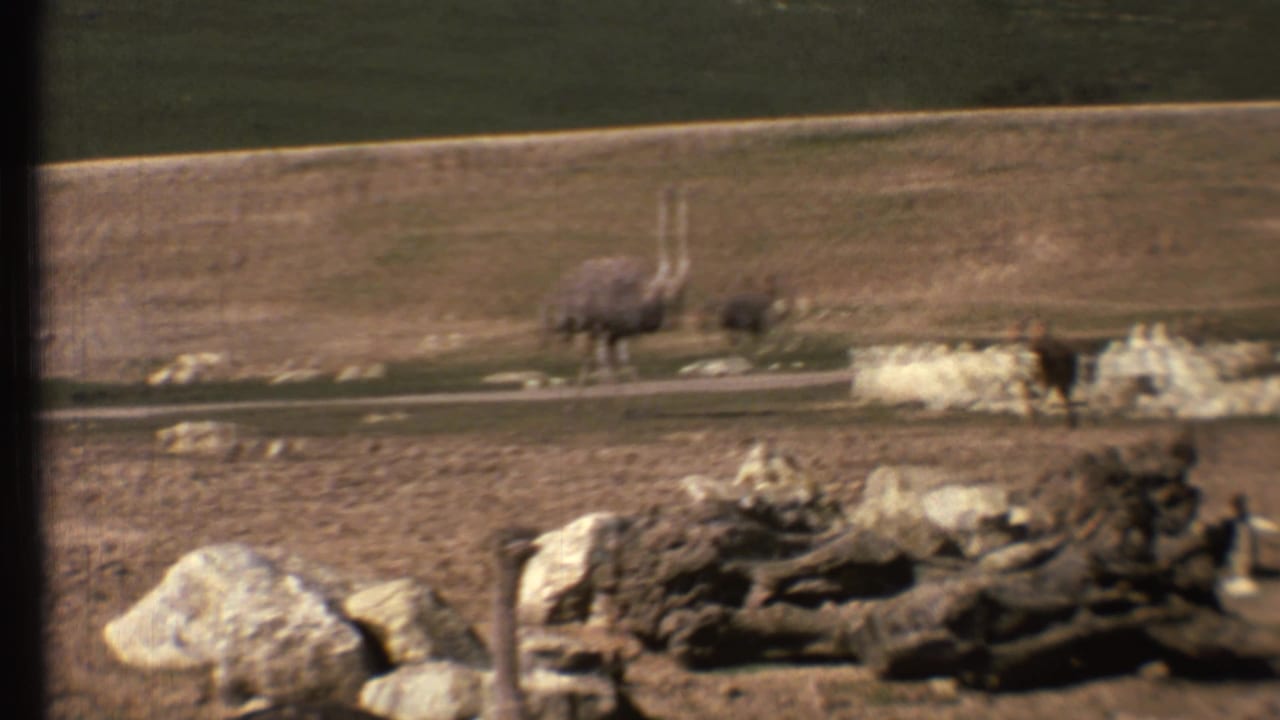 An ostrich and deer are visible near pale rocks in a dry fenced landscape.