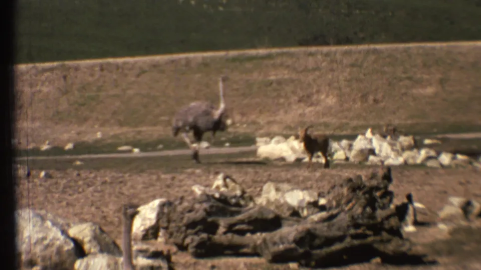 1972 8mm home-movie frame showing an ostrich walking beside deer, rocks, and logs in an Arizona wildlife enclosure.