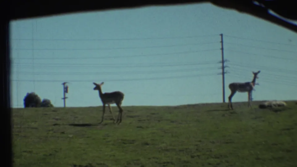 Grand Canyon, Arizona home-movie frame showing two deer on a grassy rise with utility poles against a clear blue sky.