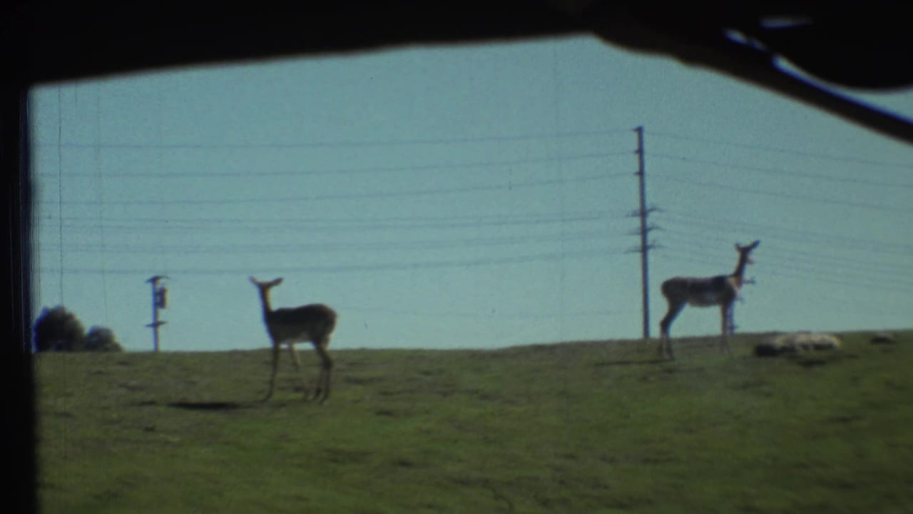 Two deer-like animals stand on a grassy rise with utility poles and wires behind them.