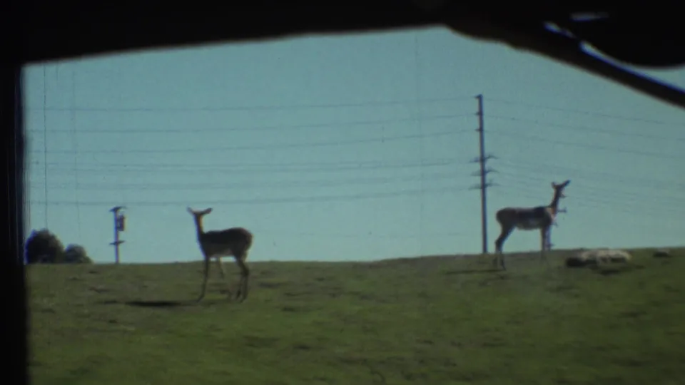 1972 8mm Grand Canyon-area animal-park frame showing two deer-like animals on grass with utility poles in the background.